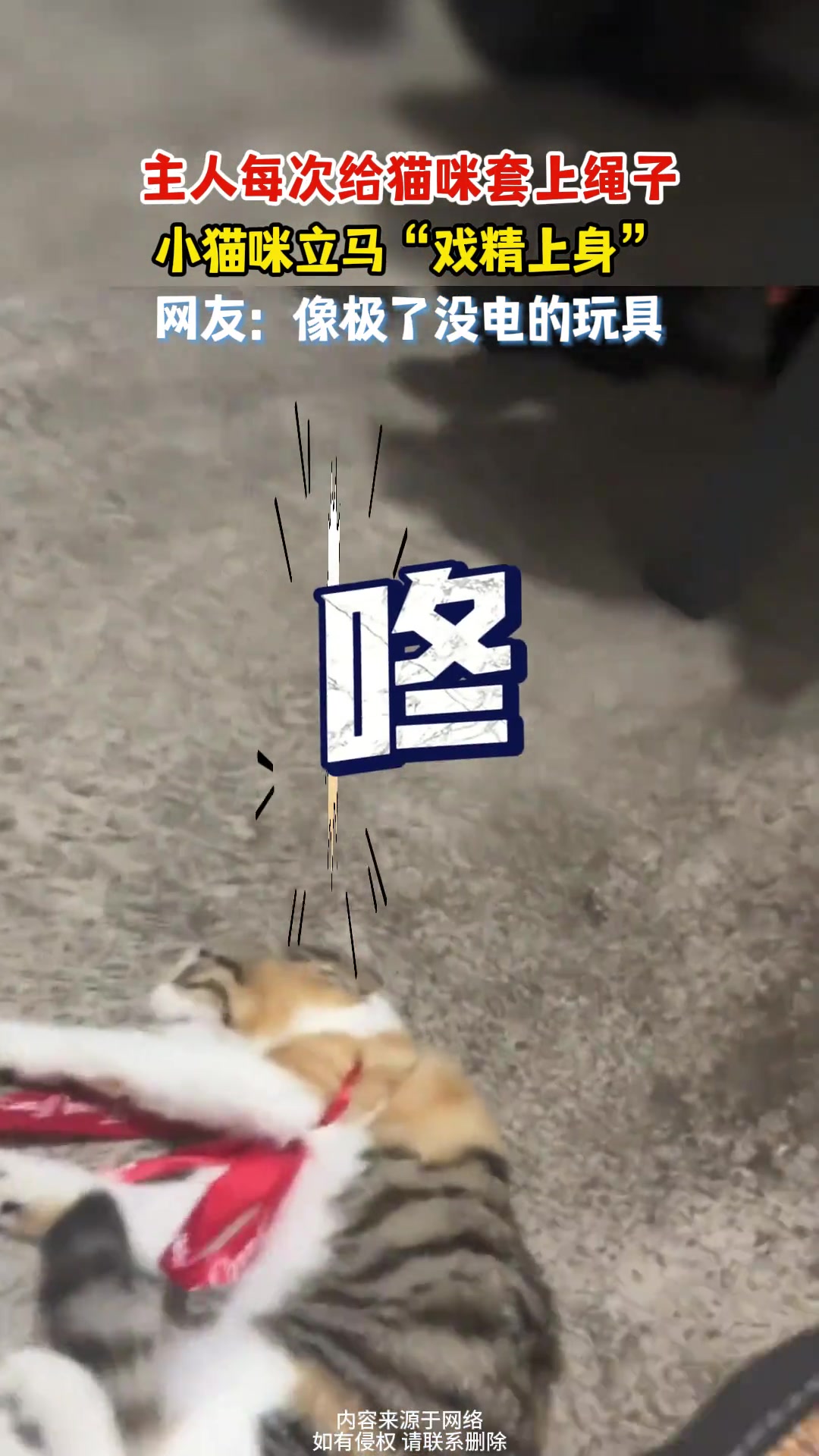 主人每次给猫咪套上绳子，小猫咪立马“戏精上身”