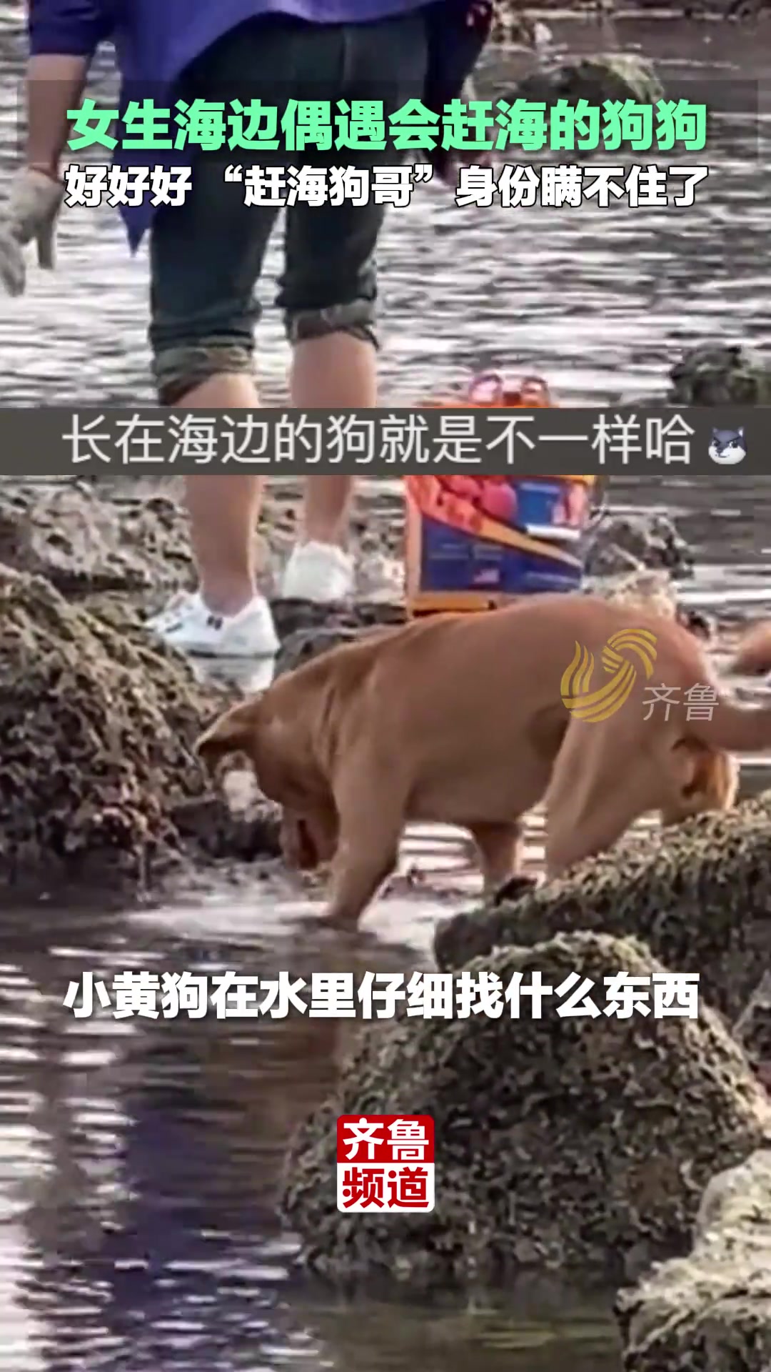 女生海边偶遇会赶海的狗狗！