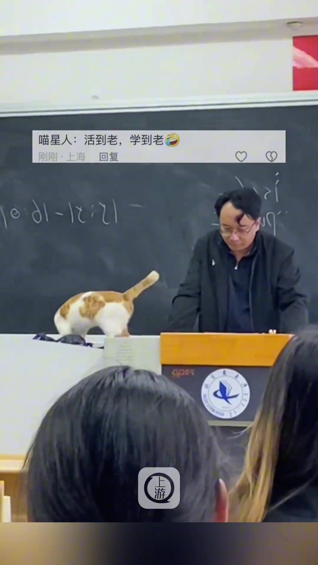 猫咪跳上讲台想听课老师：你学这玩意没用快出去