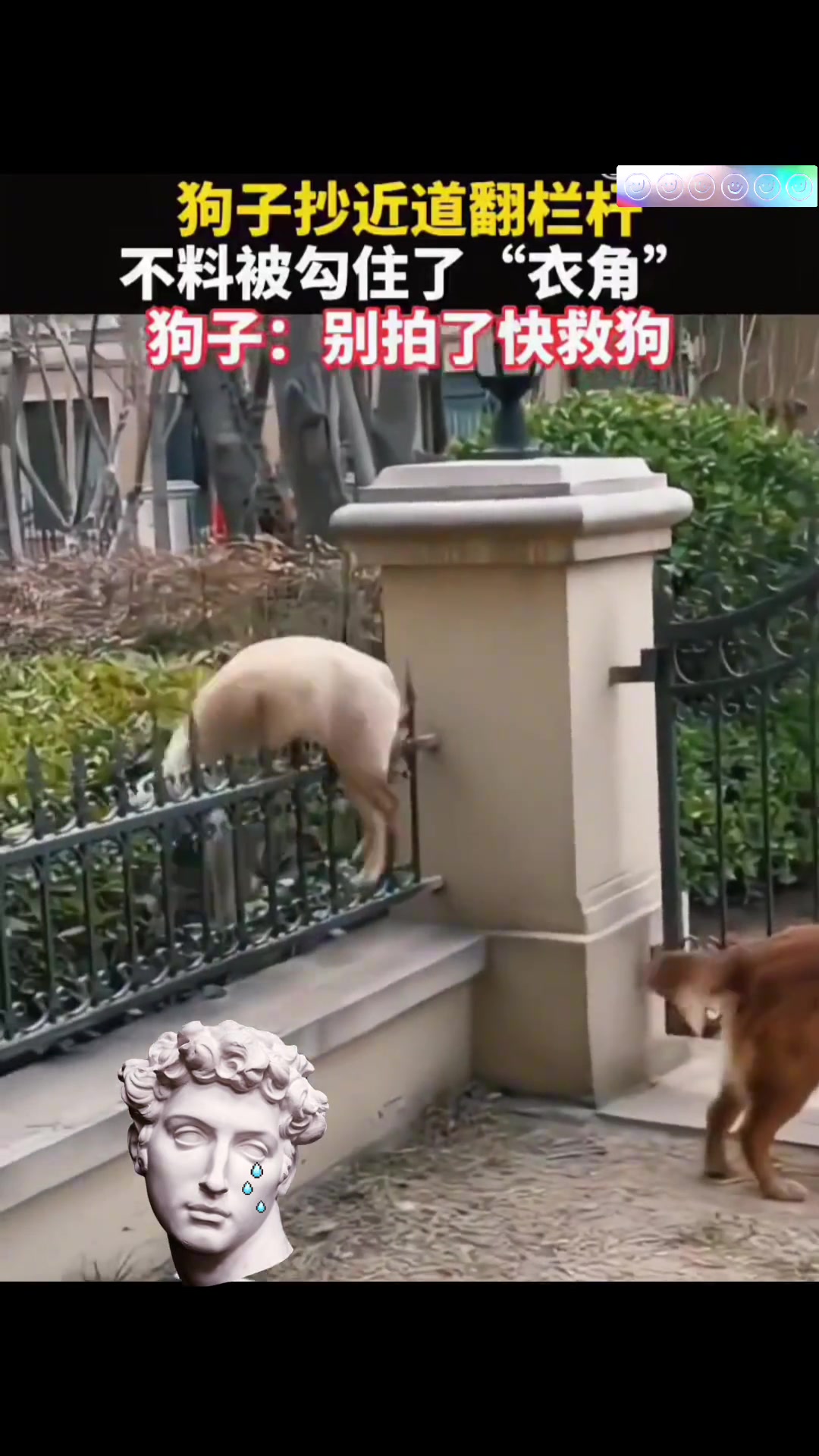 小狗想抄近道翻栏杆，没想到被钩住，痛出表情包