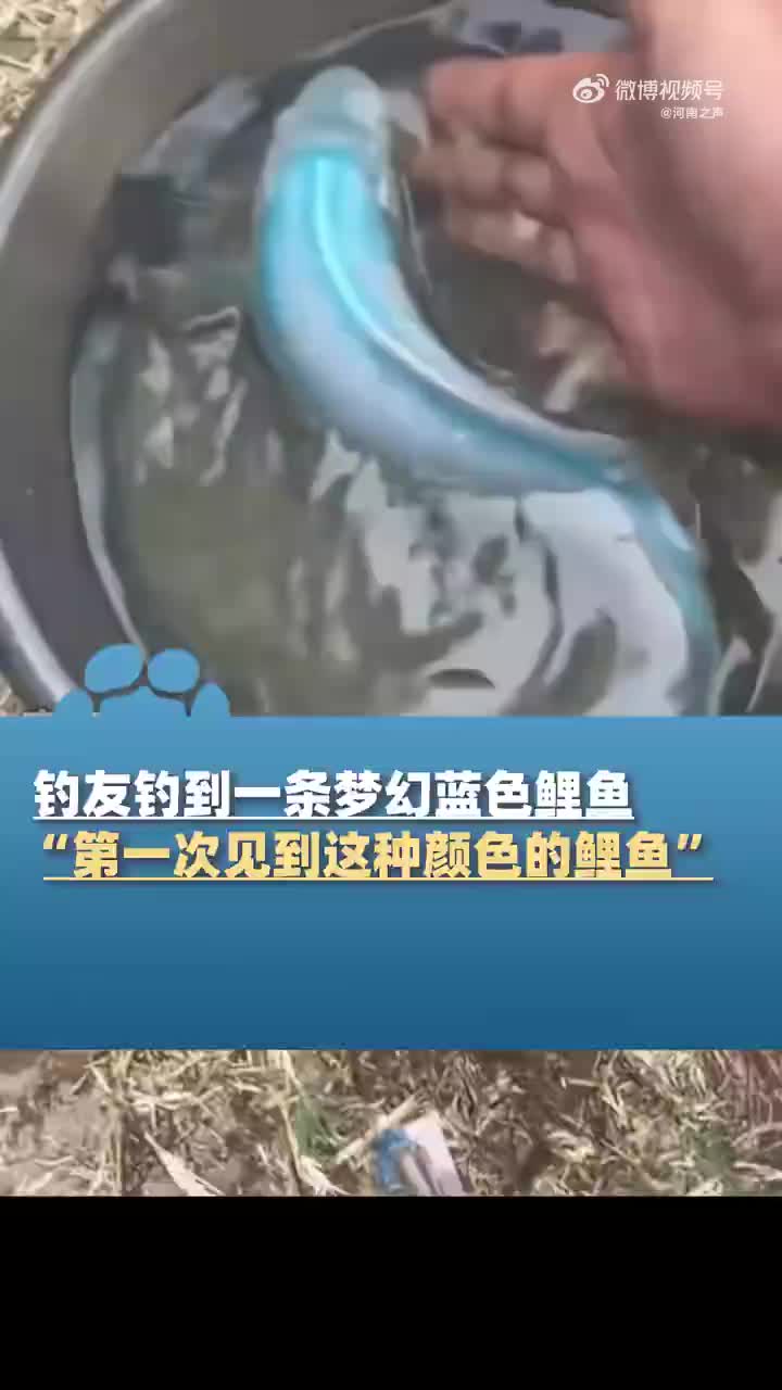 钓友钓到一条梦幻蓝色鲤鱼，钓场：第一次见到这种颜色的鲤鱼