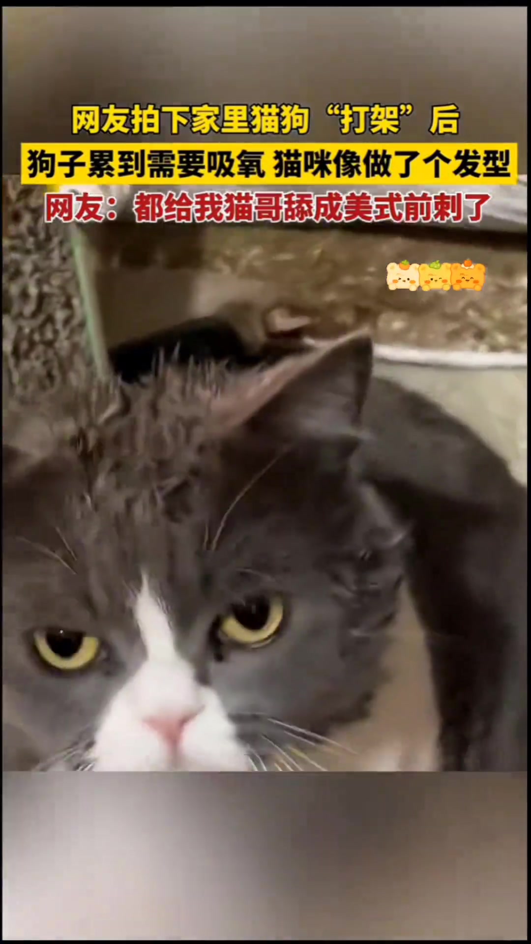 网友拍下家里猫狗“打架”后，狗子累到需要吸氧猫咪像做了个发型