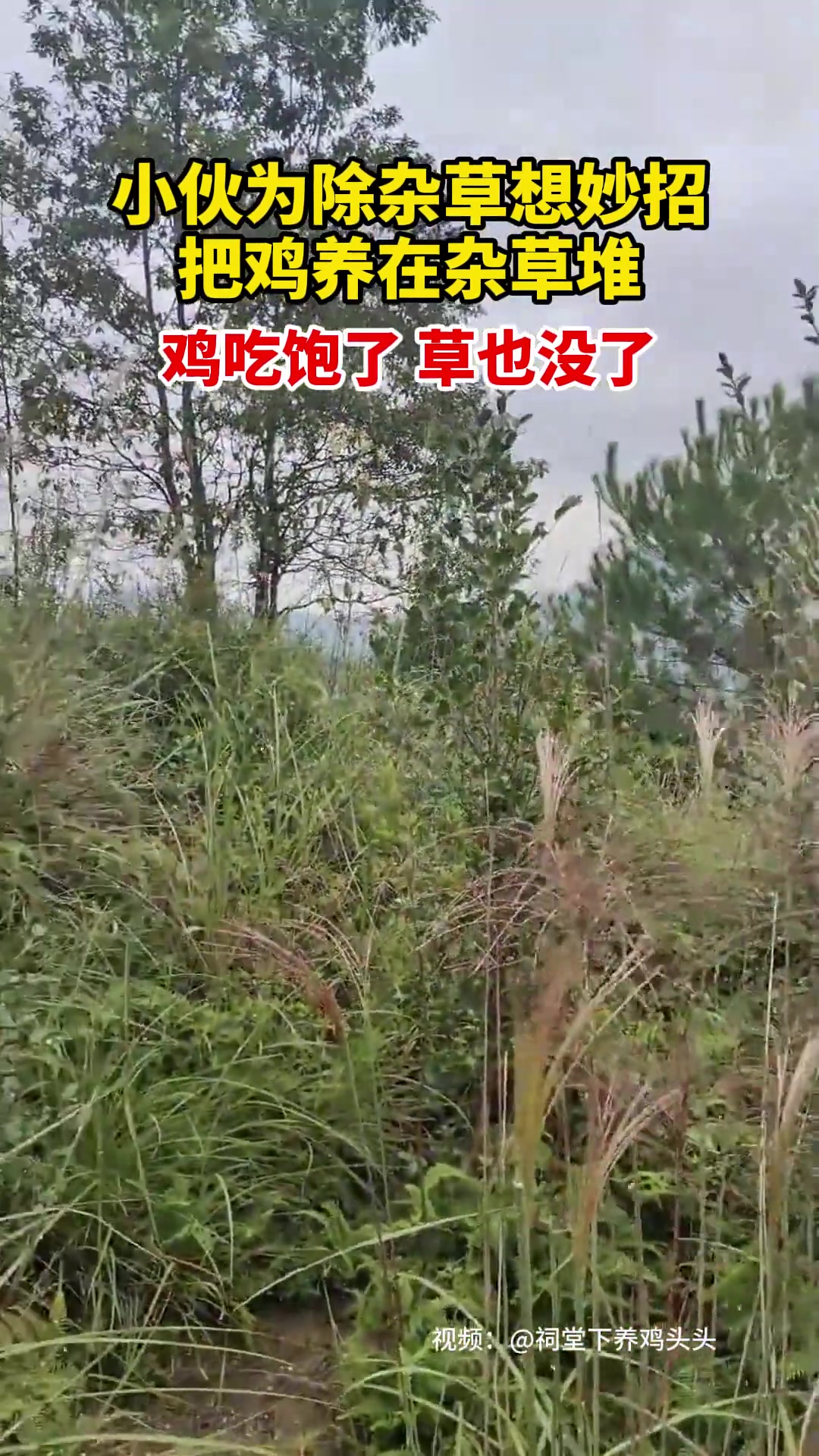 小伙养鸡除杂草，成本仅需几瓢玉米粒