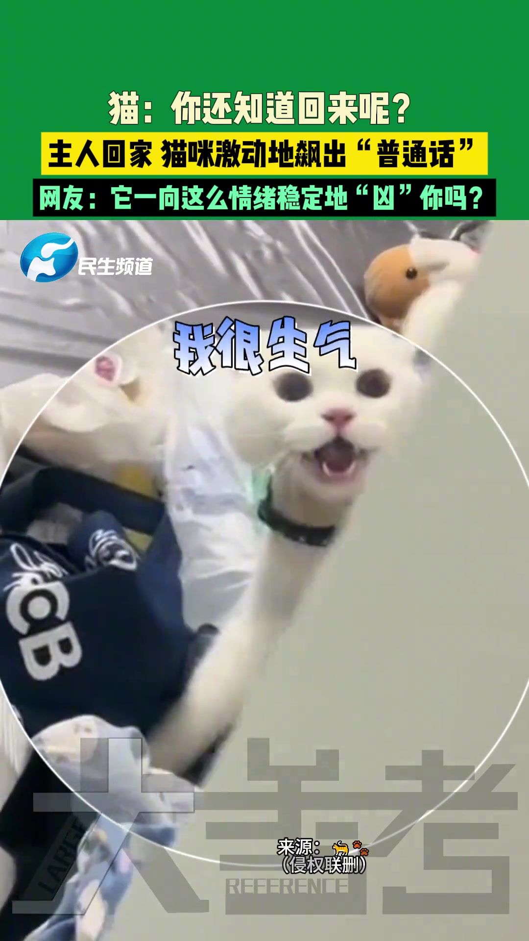 主人回家猫咪激动地飙出“普通话”