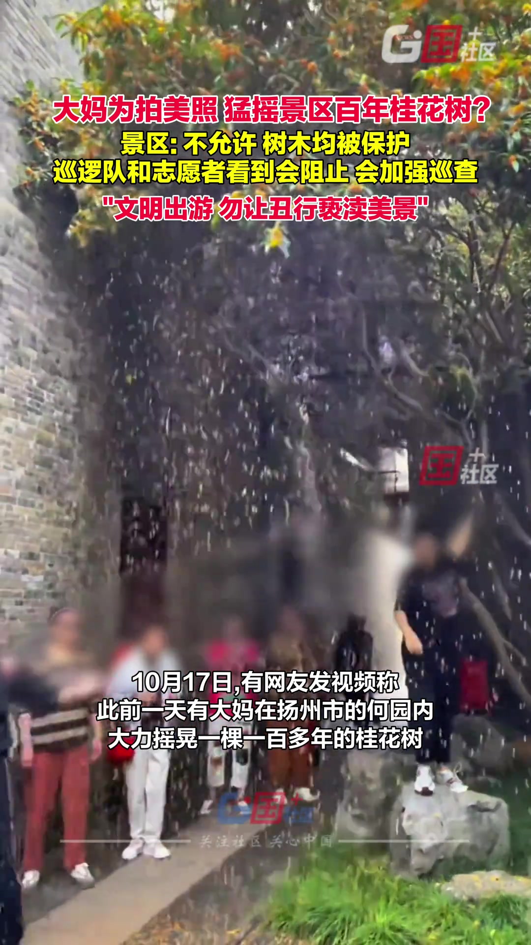 江苏扬州景区回应游客为拍美照猛摇百年桂花树