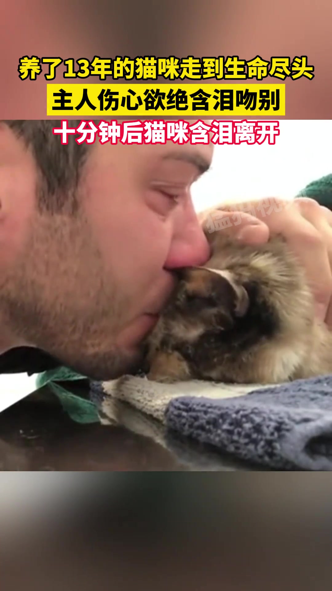养了13年的猫咪走到生命尽头，主人伤心欲绝含泪吻别！