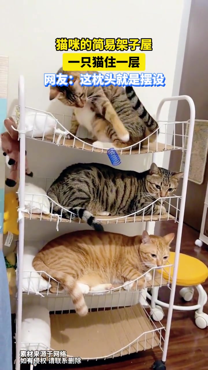 猫咪的简易架子屋，一只猫住一层，网友：这枕头就是摆设