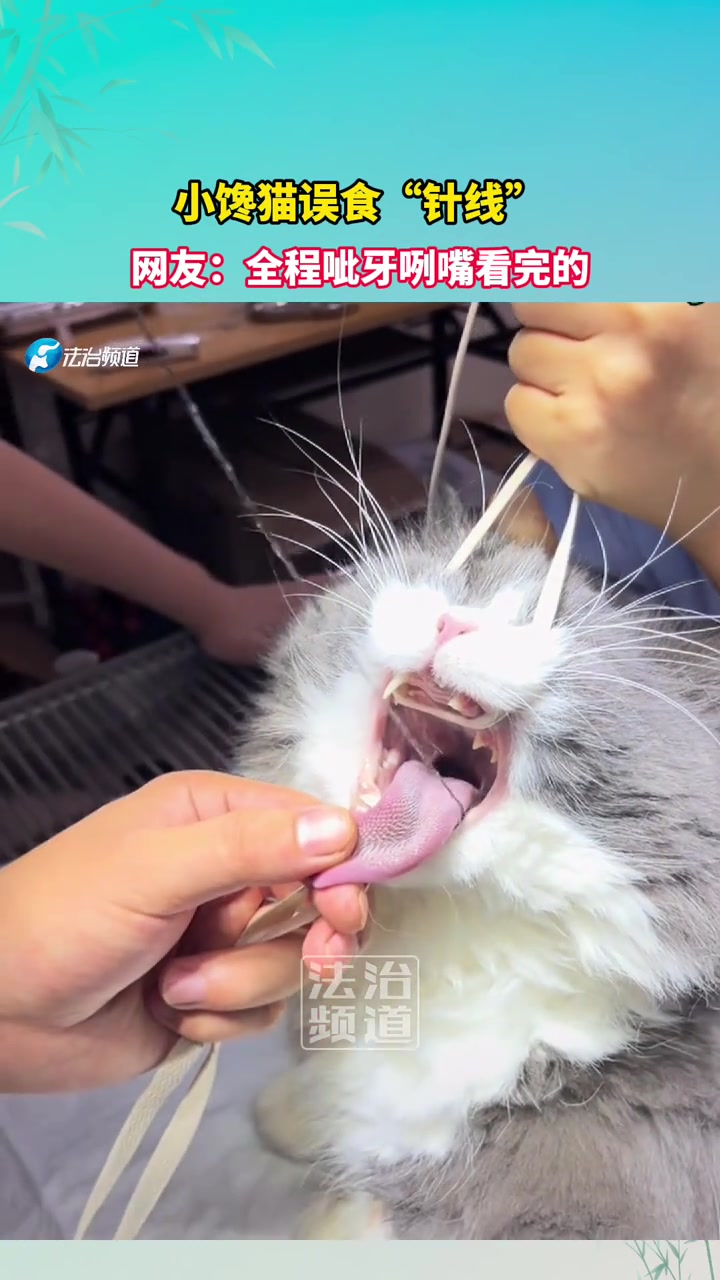 小馋猫误食“针线”，网友：全程呲牙咧嘴看完的