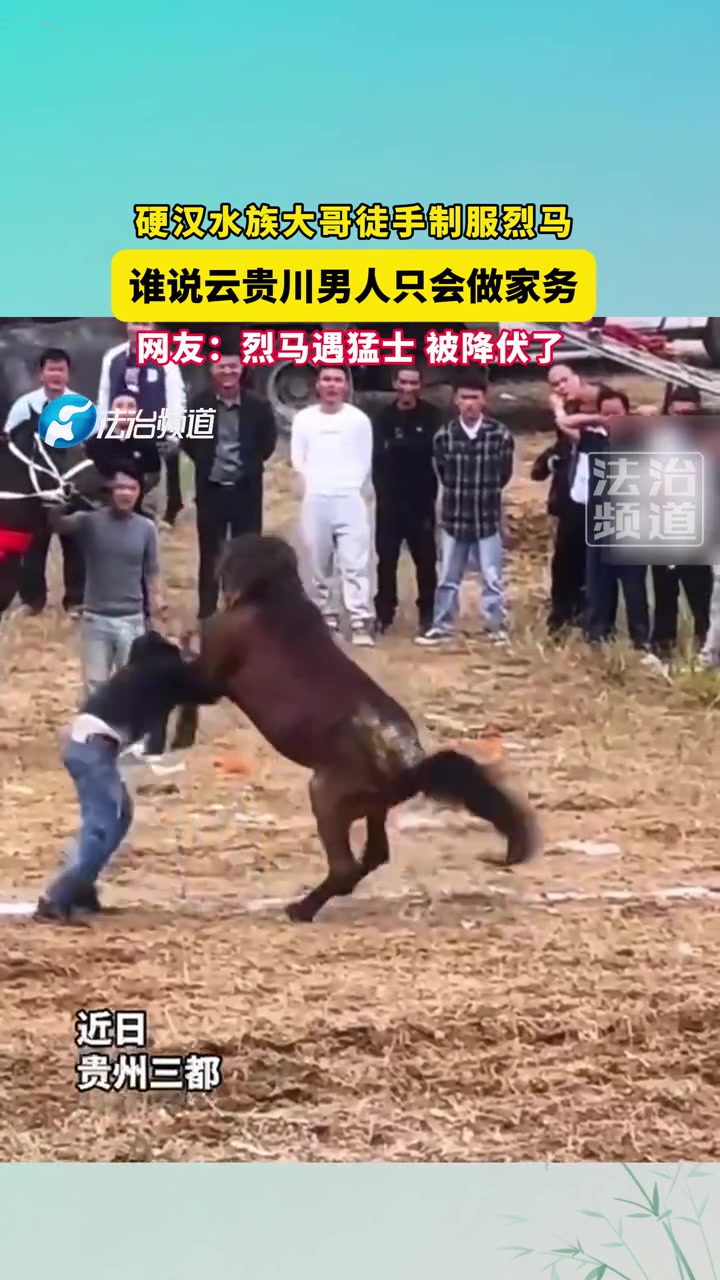 硬汉水族大哥徒手制服烈马，谁说云贵川男人只会做家务