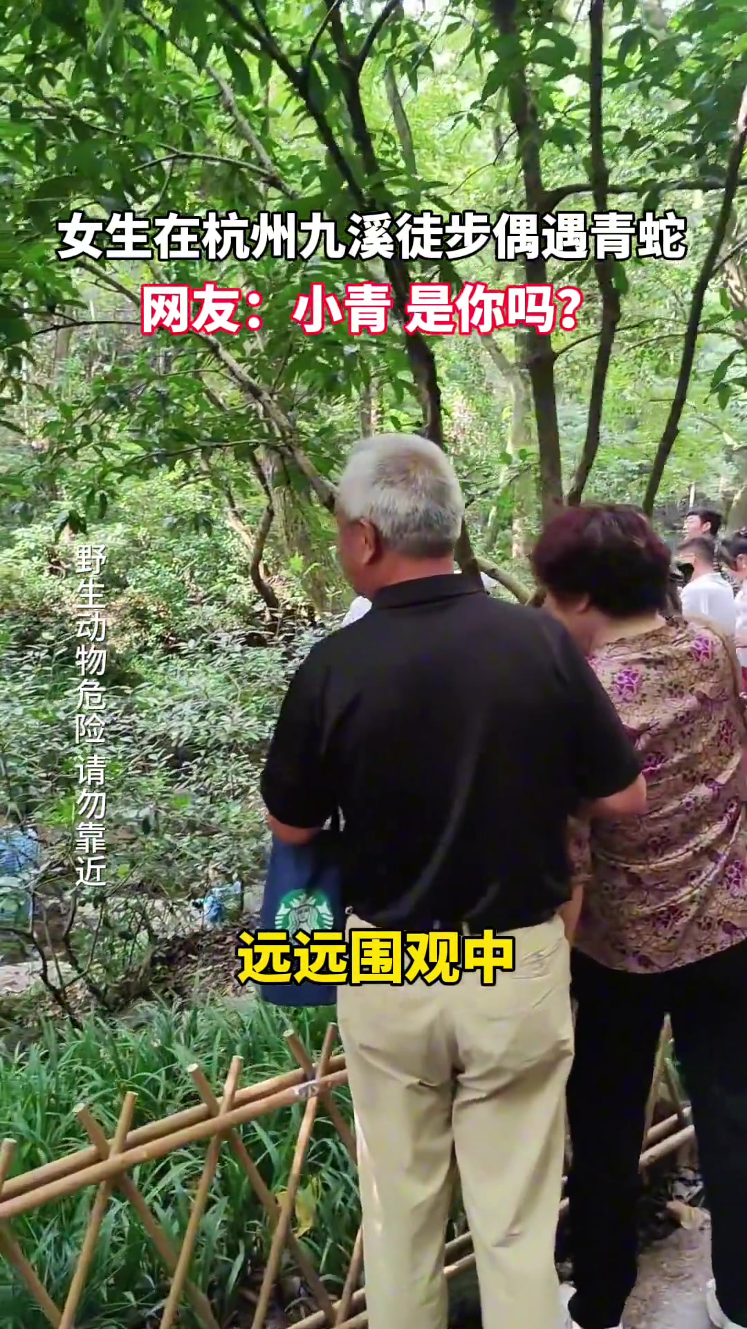 等等，杭州、青蛇是小青！！！