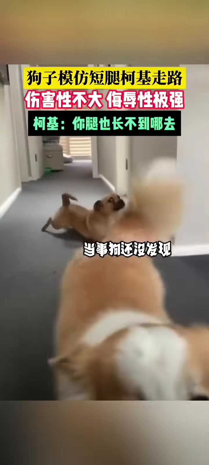狗子模仿短腿柯基走路