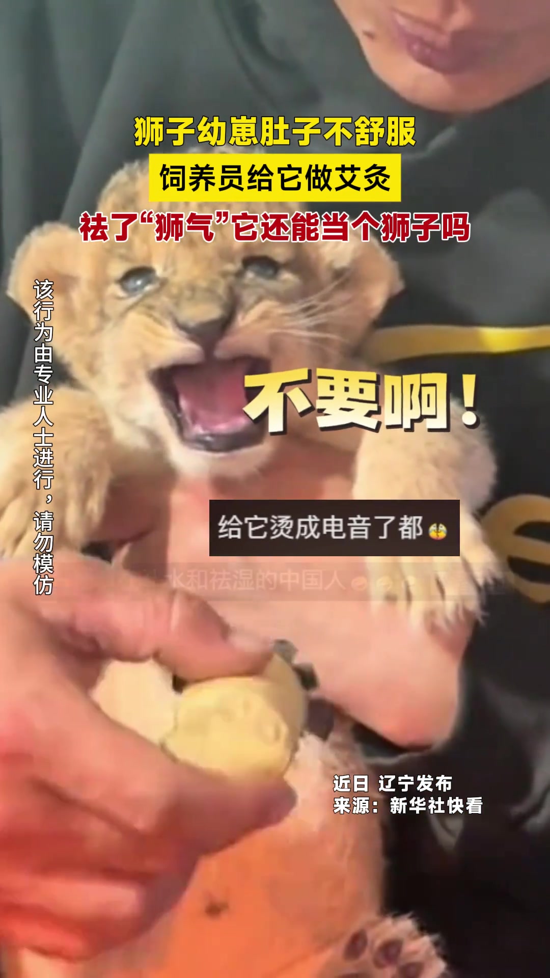 饲养员给狮子幼崽做艾灸，祛了“狮气”它还能当个狮子吗