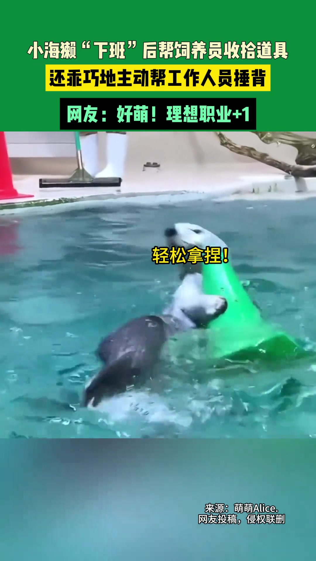 小海獭“下班”后帮饲养员收拾道具还乖巧地主动帮工作人员捶背