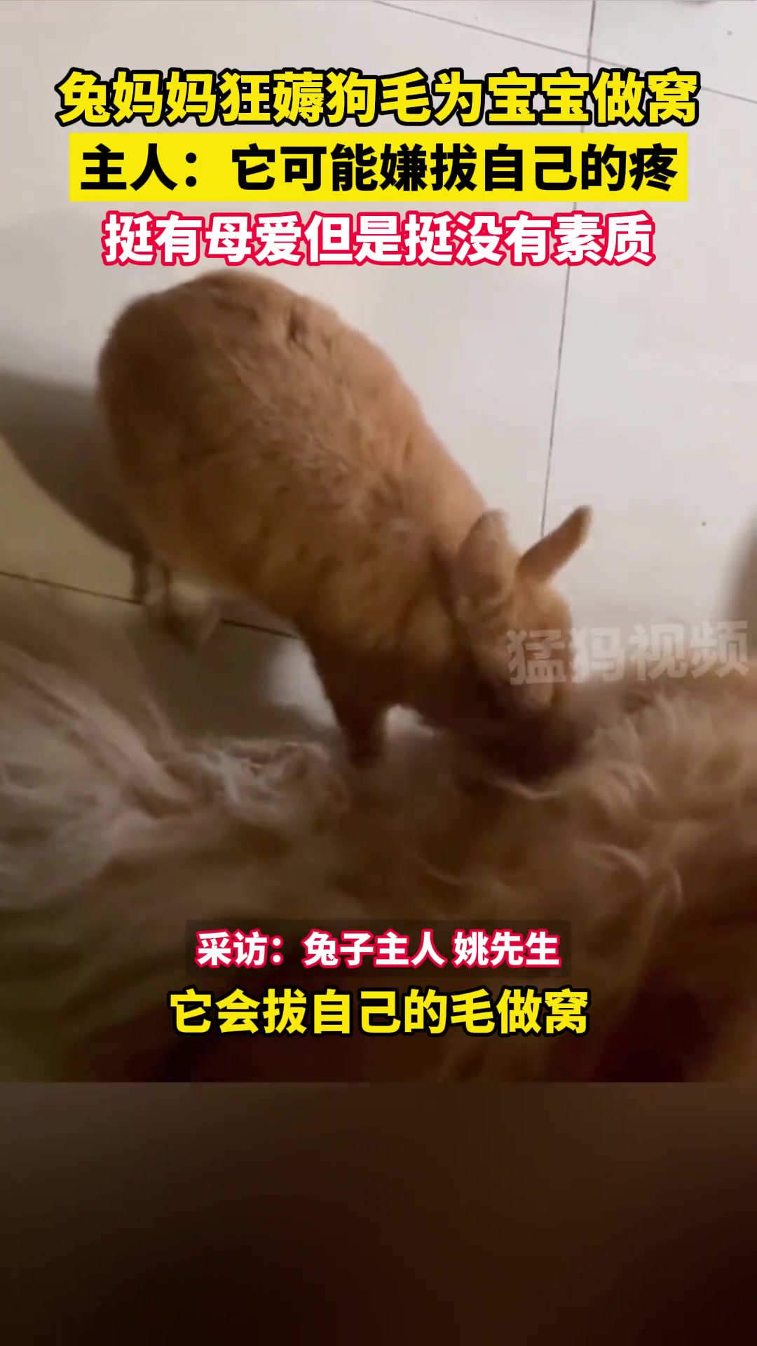 主人称它可能嫌拔自己的疼挺有母爱但是挺没有素质