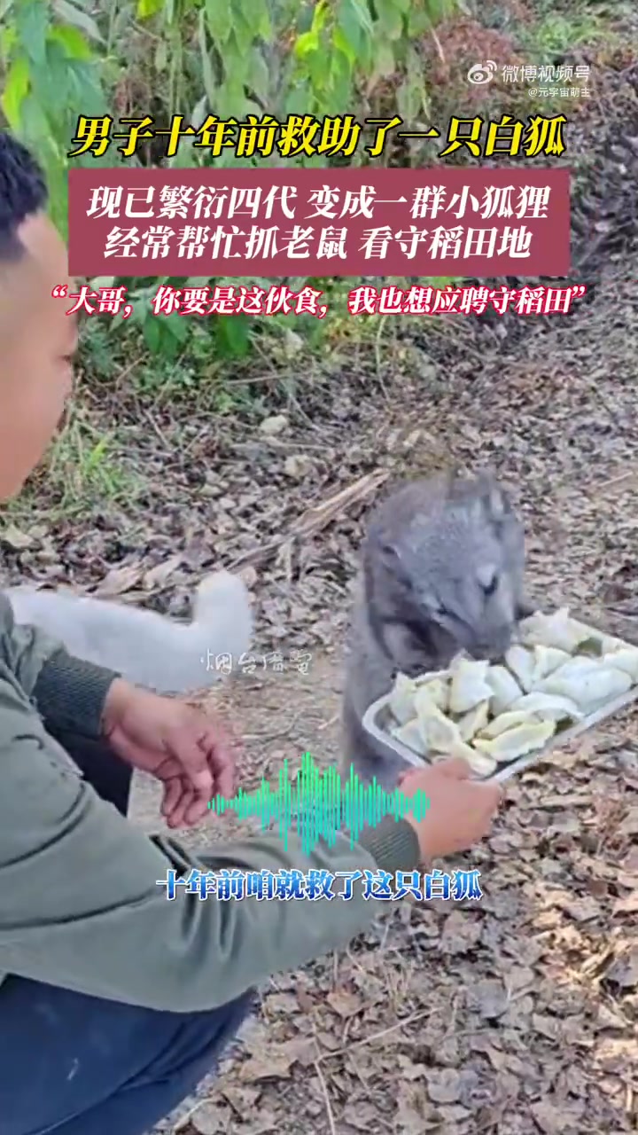 男子十年前救助了一只白狐，现已在家繁衍四代