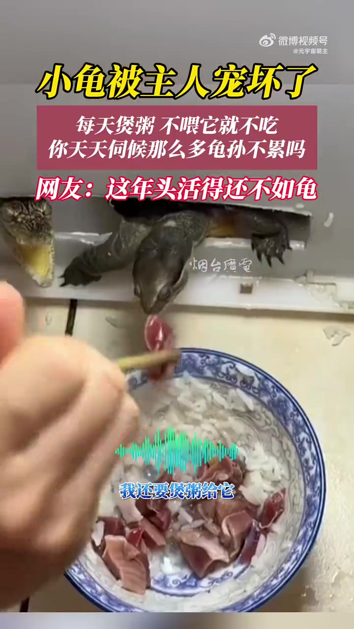 家里小龟必须主人喂饭才吃，不喂不吃！这年头活的还不如一只龟！