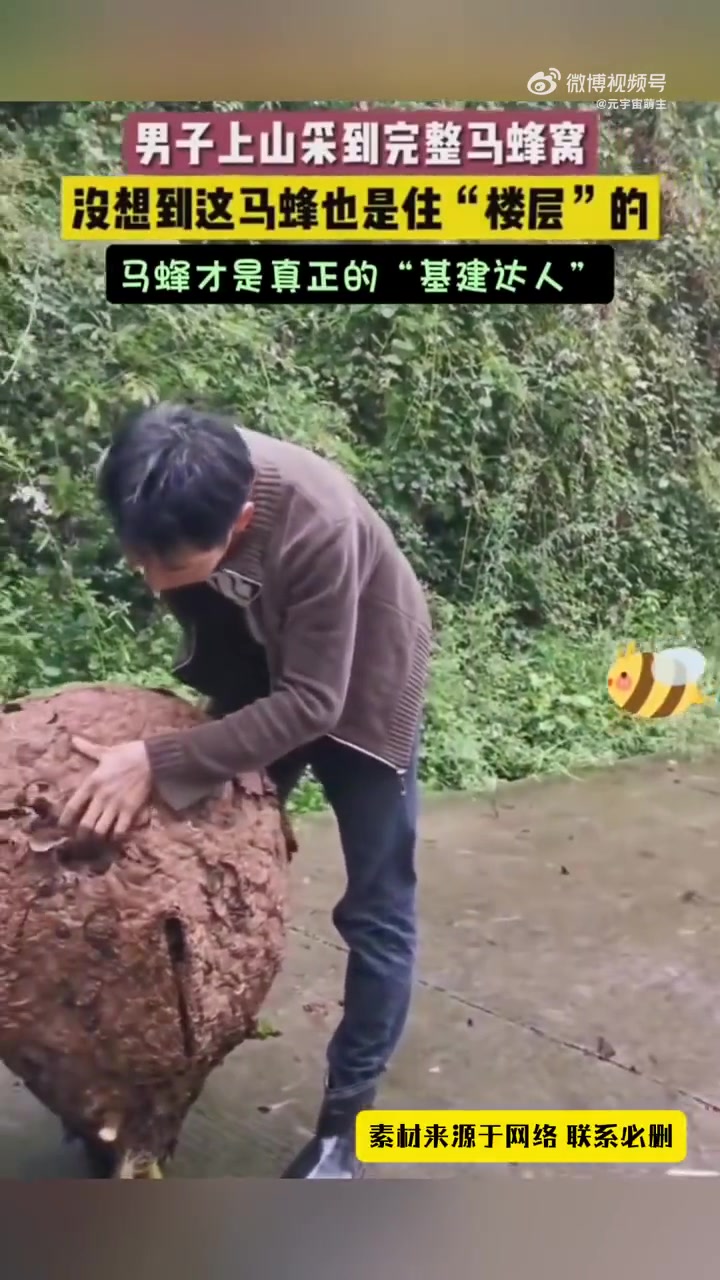男子上山采到完整马蜂窝，没想到这马蜂也是住“楼屋”的