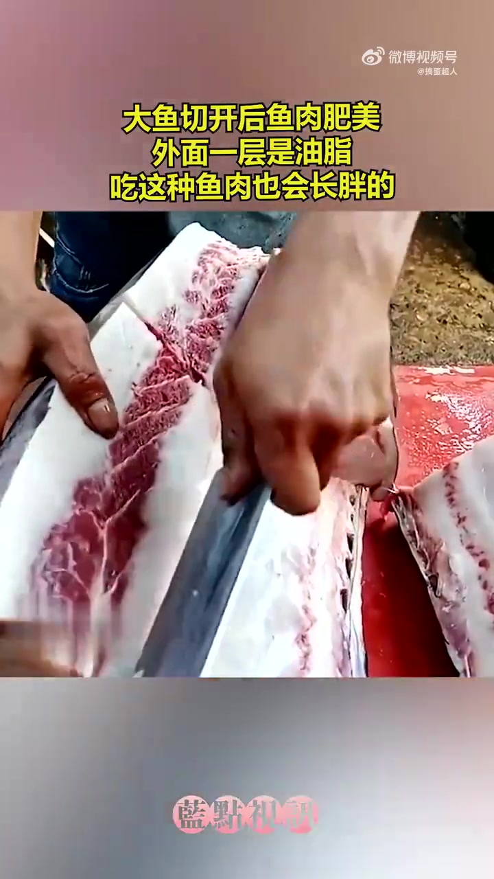 大鱼切开后鱼肉肥美，外面一层是油脂！吃这种鱼会长胖吗！