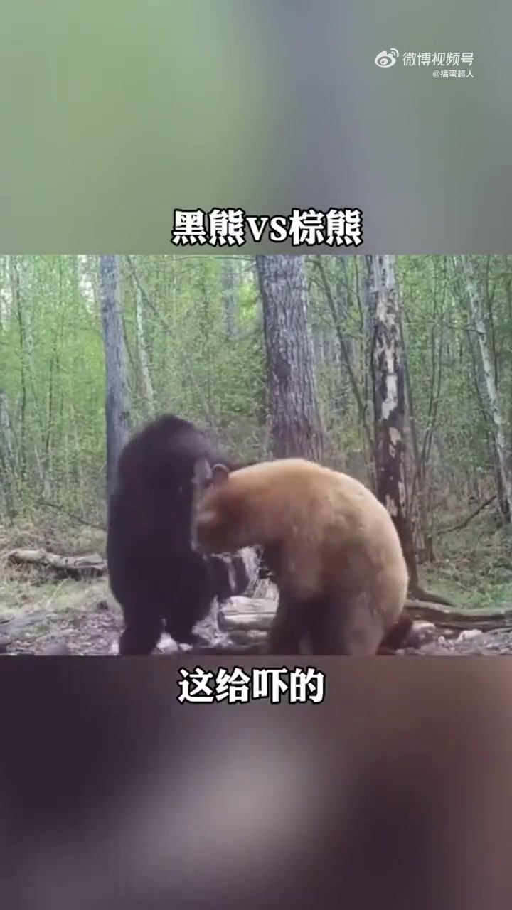 黑熊遇见棕熊！谁能打赢啊！