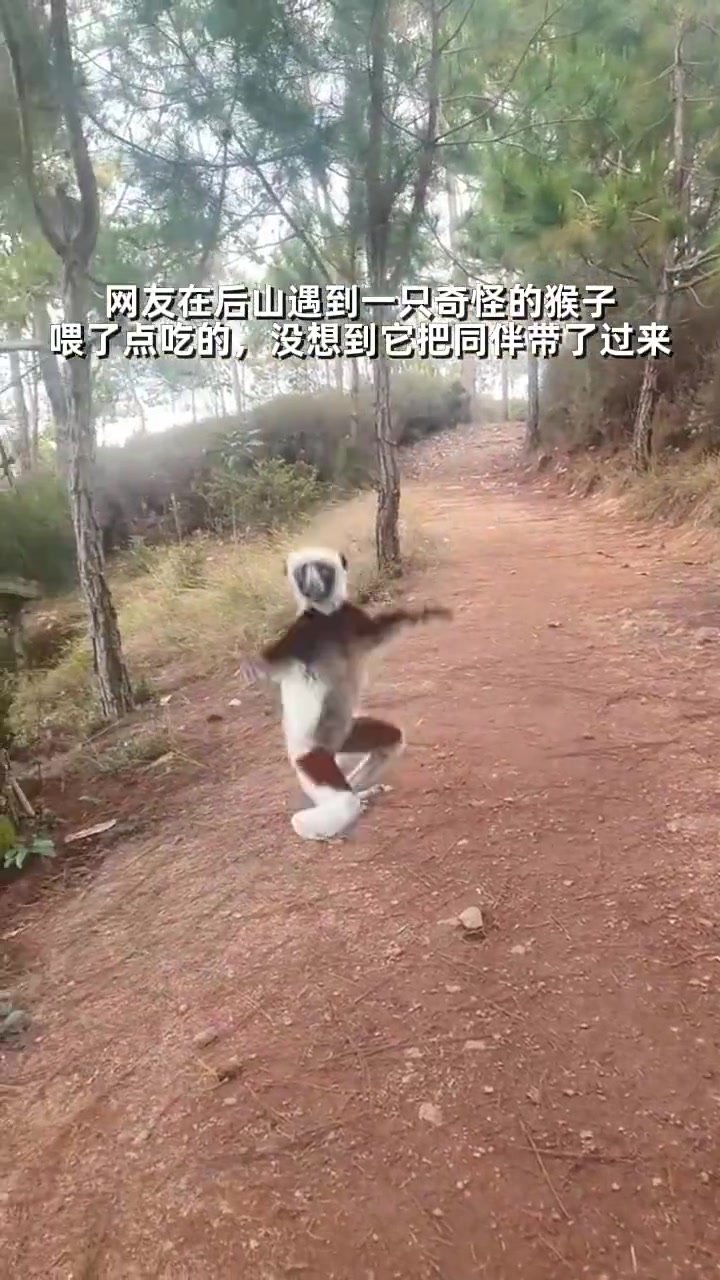 晚上看见这玩意儿，我绝对能跳得比他高