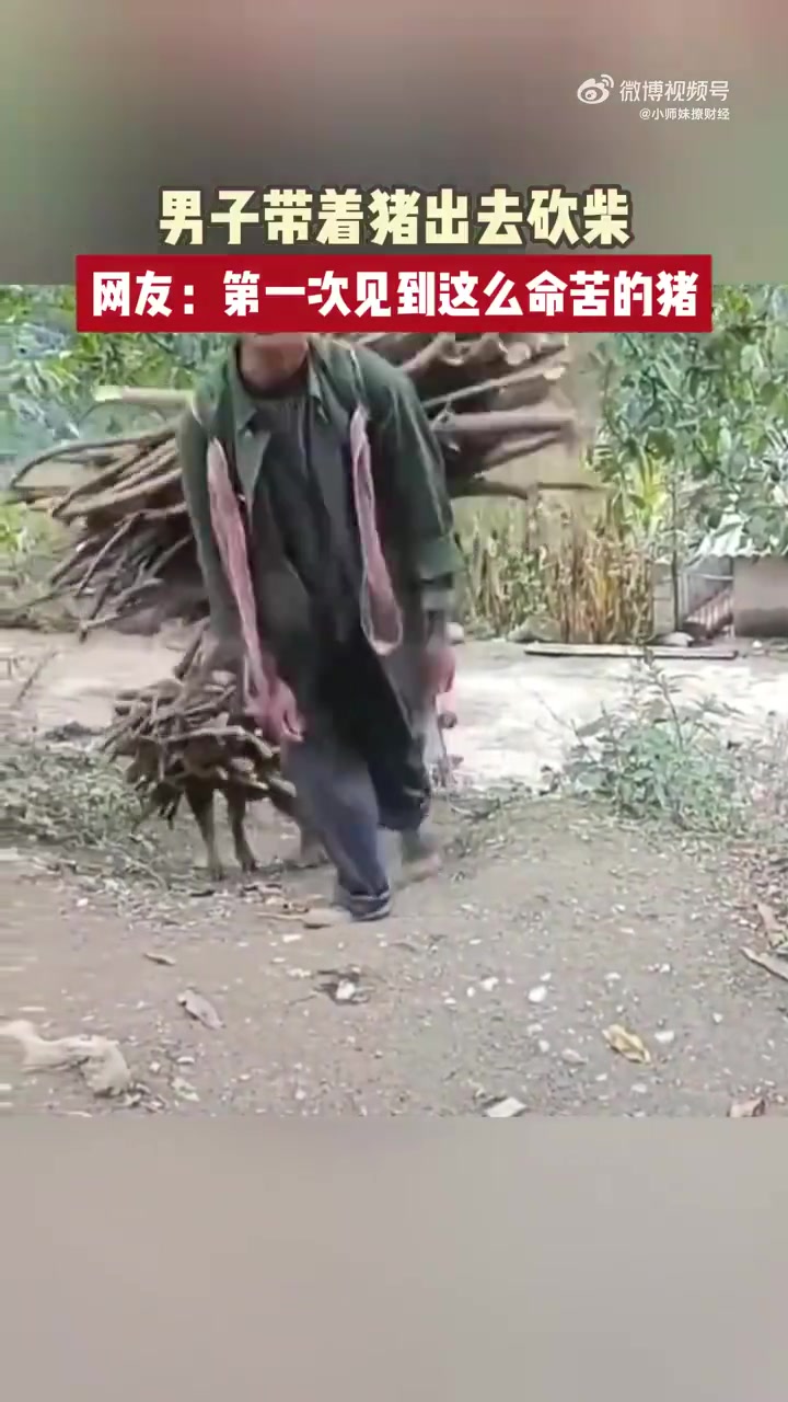 男子带着猪出去砍柴网友：第一次见到这么命苦的猪