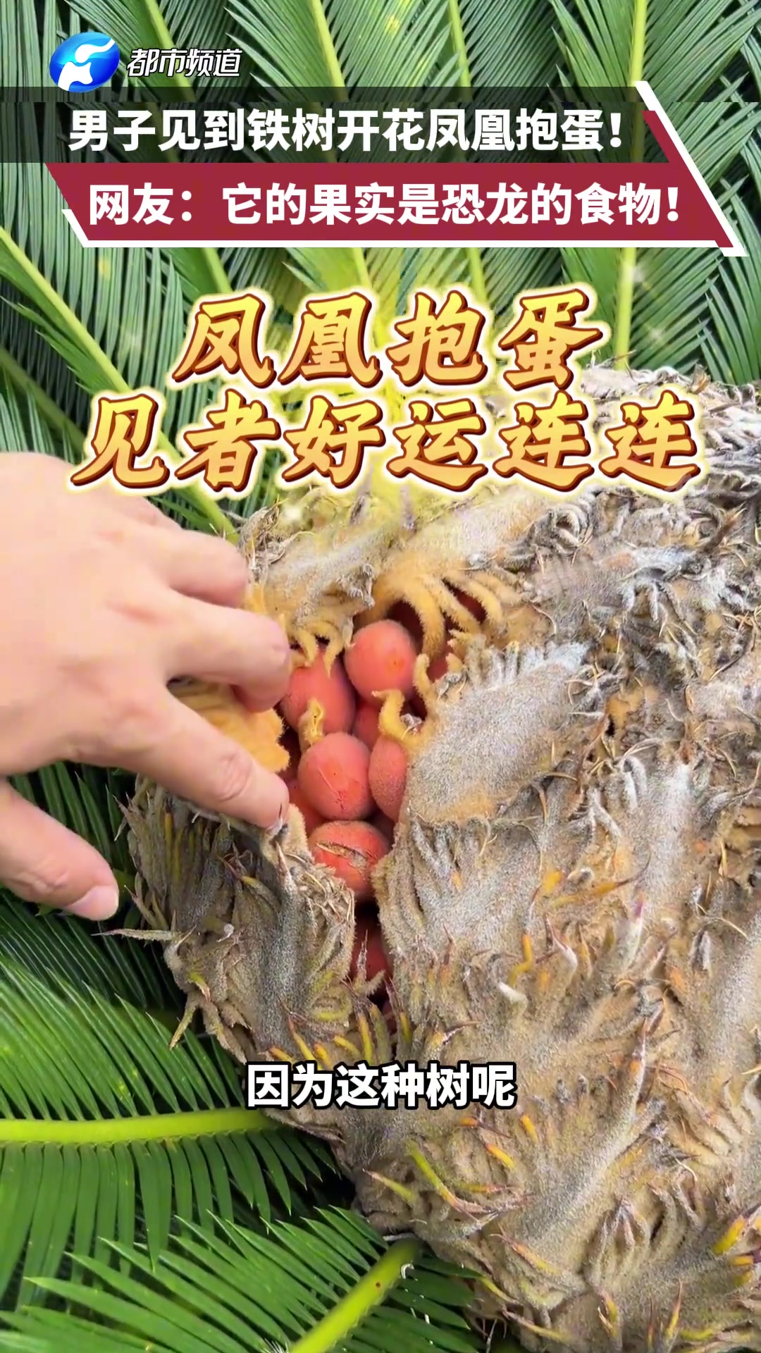 铁树开花凤凰抱蛋！它的果实是恐龙的食物