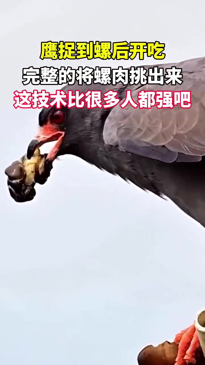 鹰捉到螺后完整的将螺肉挑出来，这技术比很多人都强吧