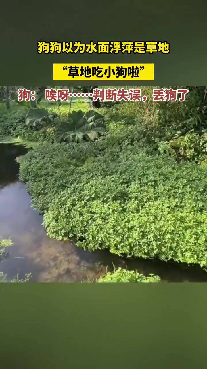 狗：好看吗还不赶紧拉我起来