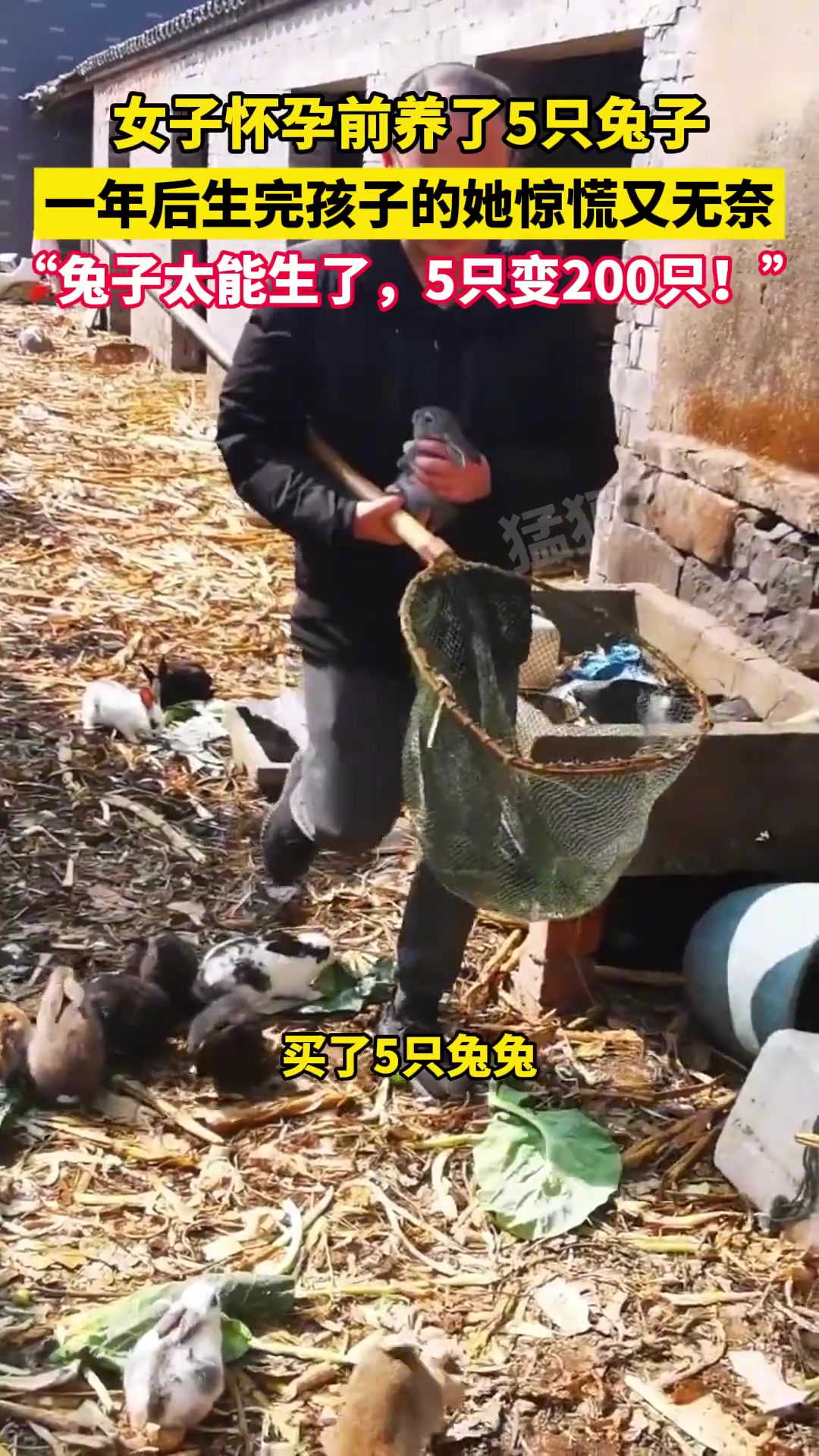 女子怀孕前养了5只兔子，一年后生完孩子的她惊慌又无奈