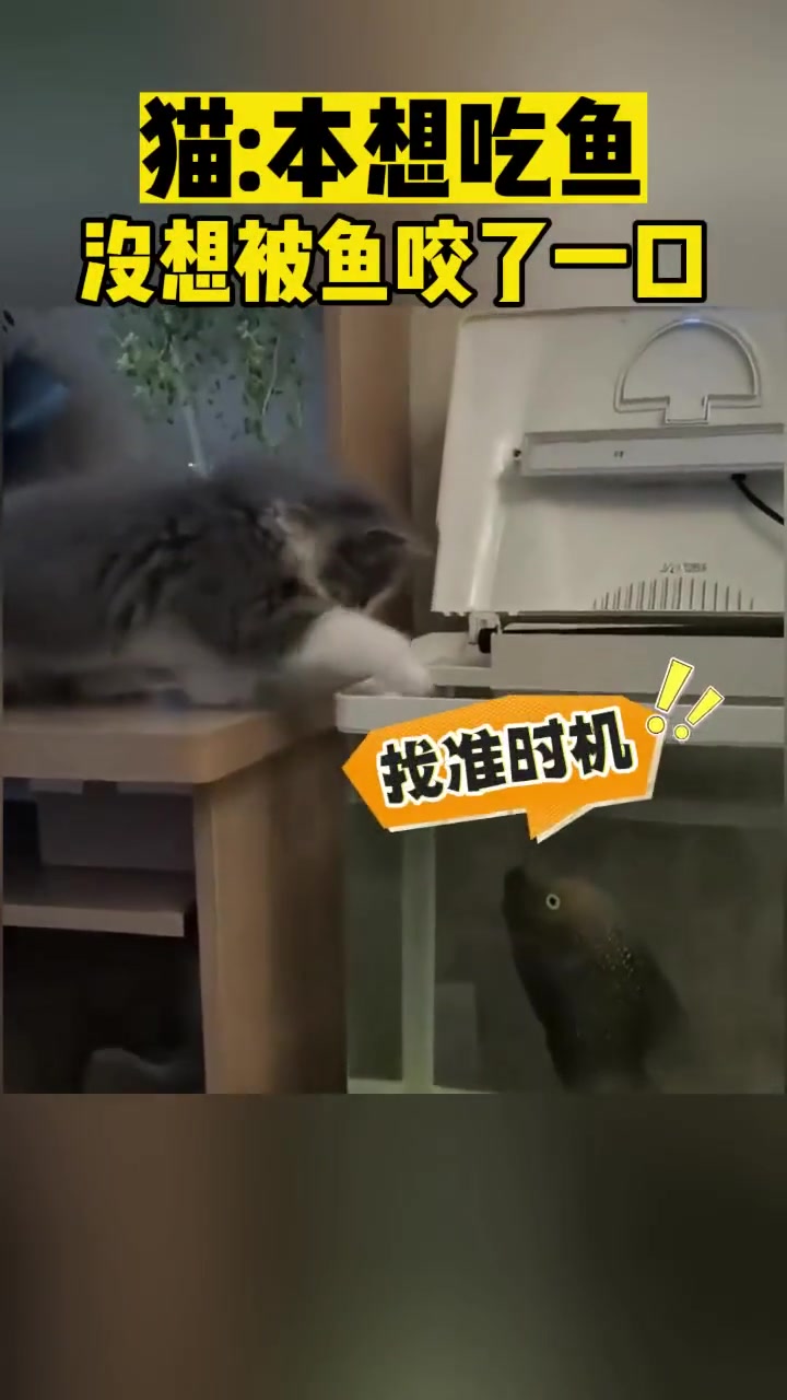 猫：本想吃鱼没想到被鱼咬了一口