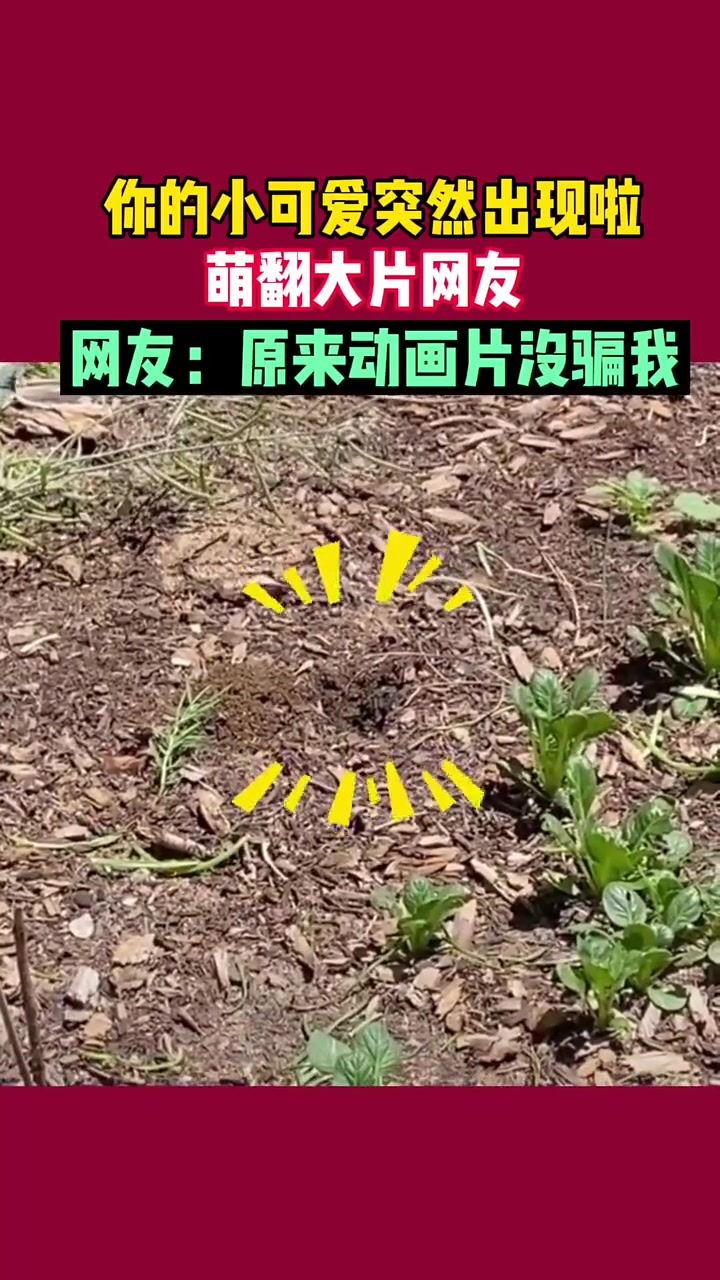 果然动画片没有骗人，菜是从地下偷走的