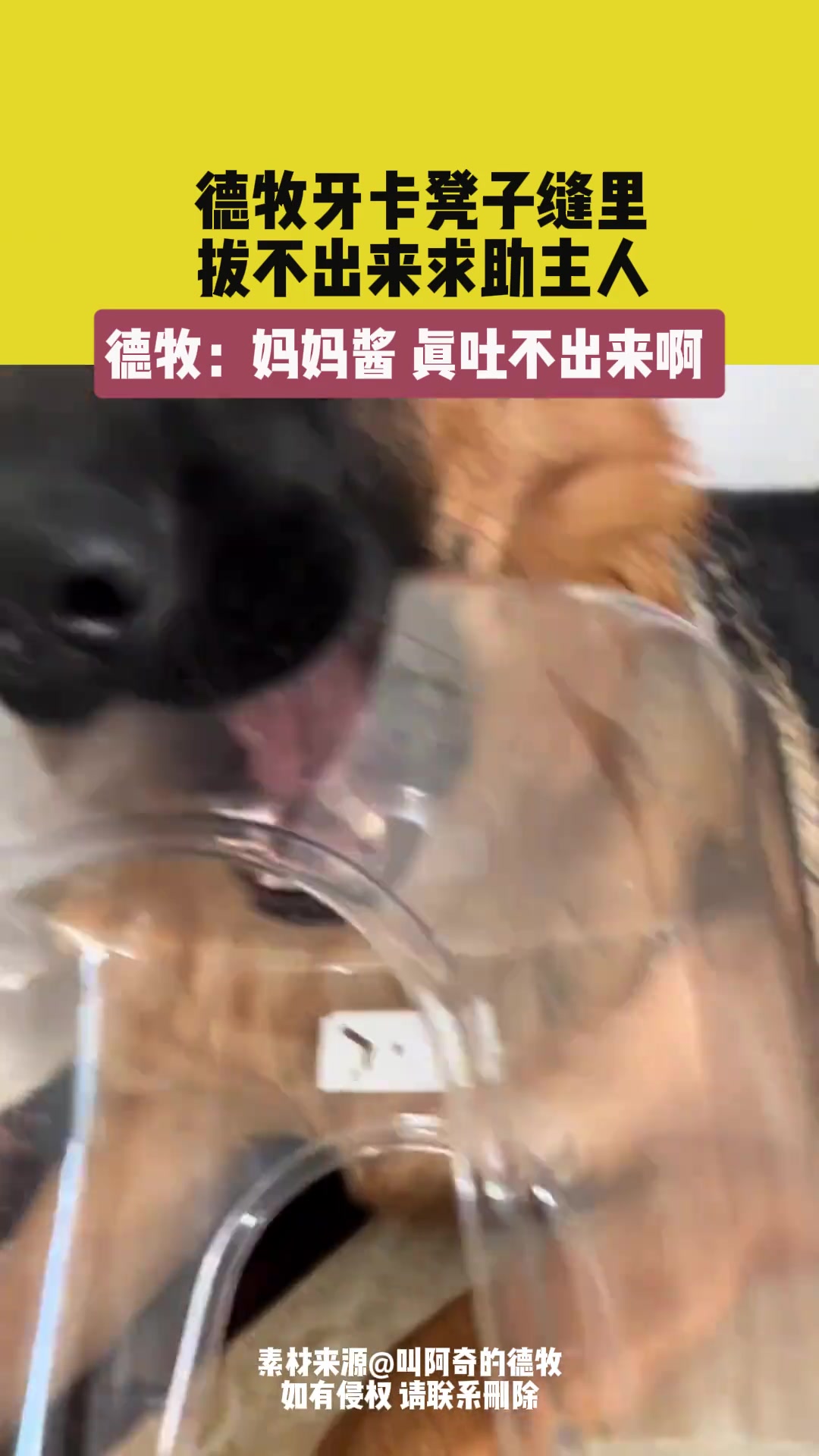 德牧牙卡凳子缝里，拔不出来求助主人