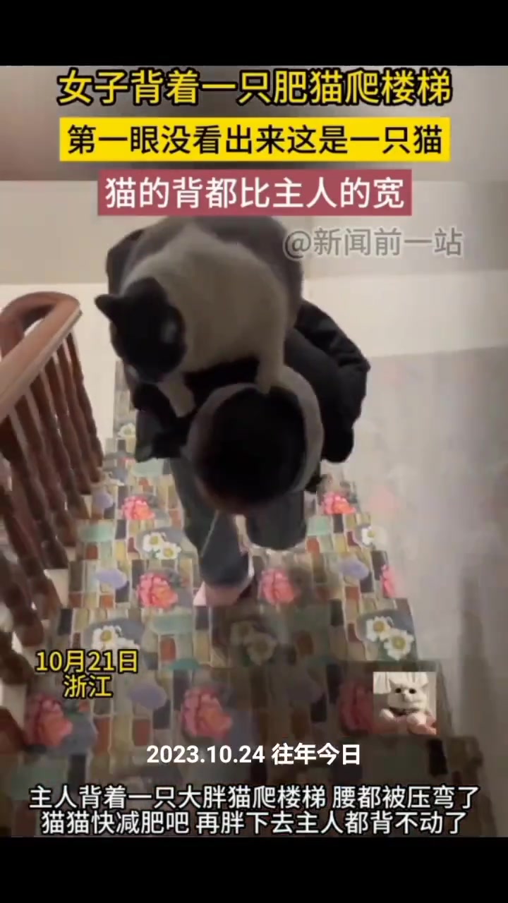 猫的背比主人的都宽