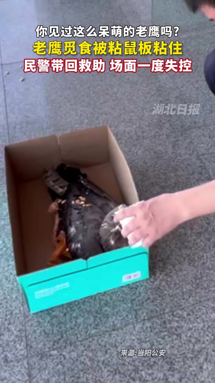 你见过这么呆萌的老鹰吗