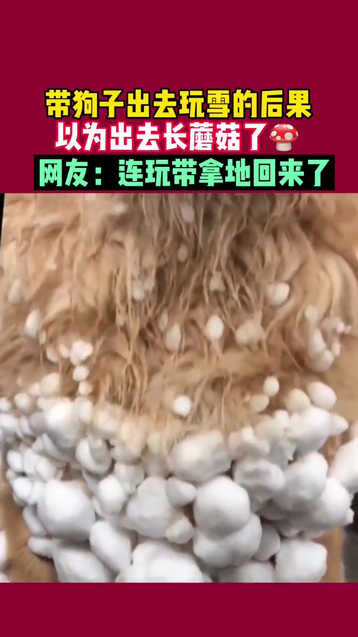 给我鸡皮疙瘩都看出来了