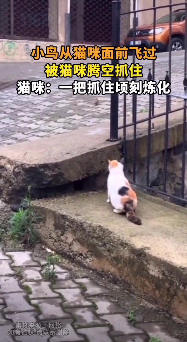 小鸟从猫咪面前飞过，被猫咪腾空捕捉！