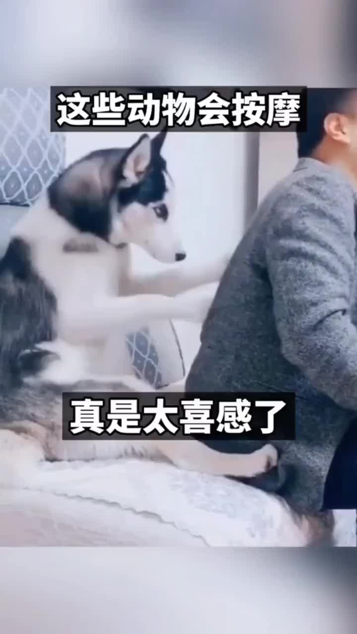 这些动物们会按摩，真是太喜感了！