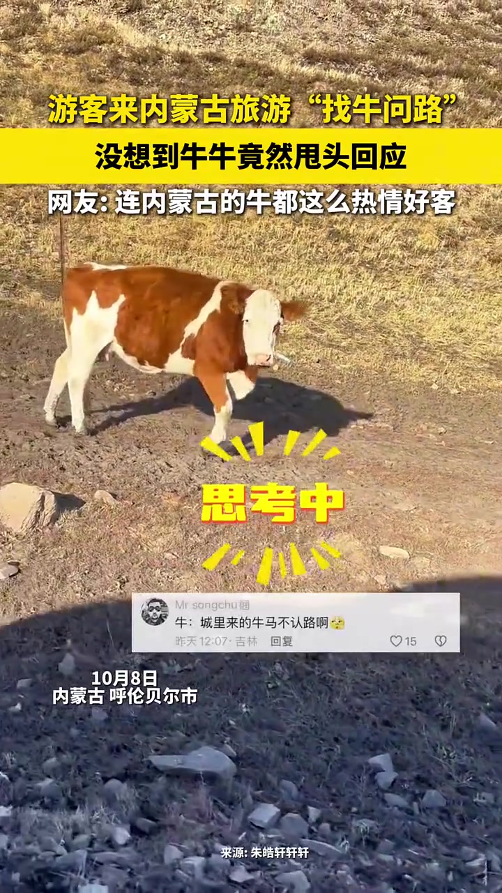 游客来内蒙古旅游找牛问路