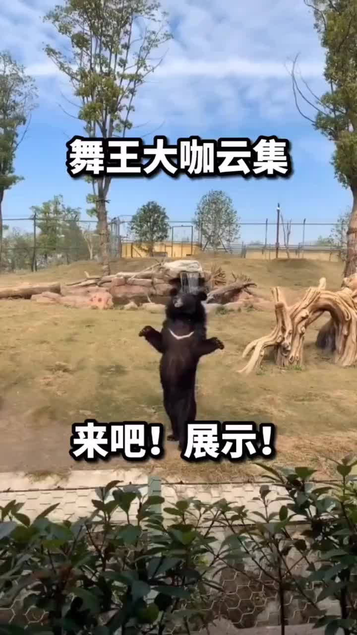 动物界开舞林大会啊