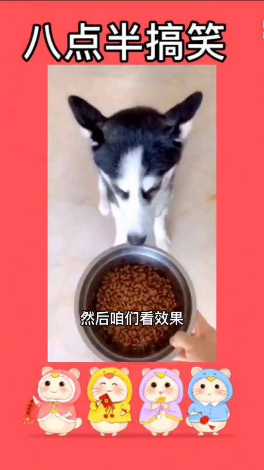 二哈：我演技咋样
