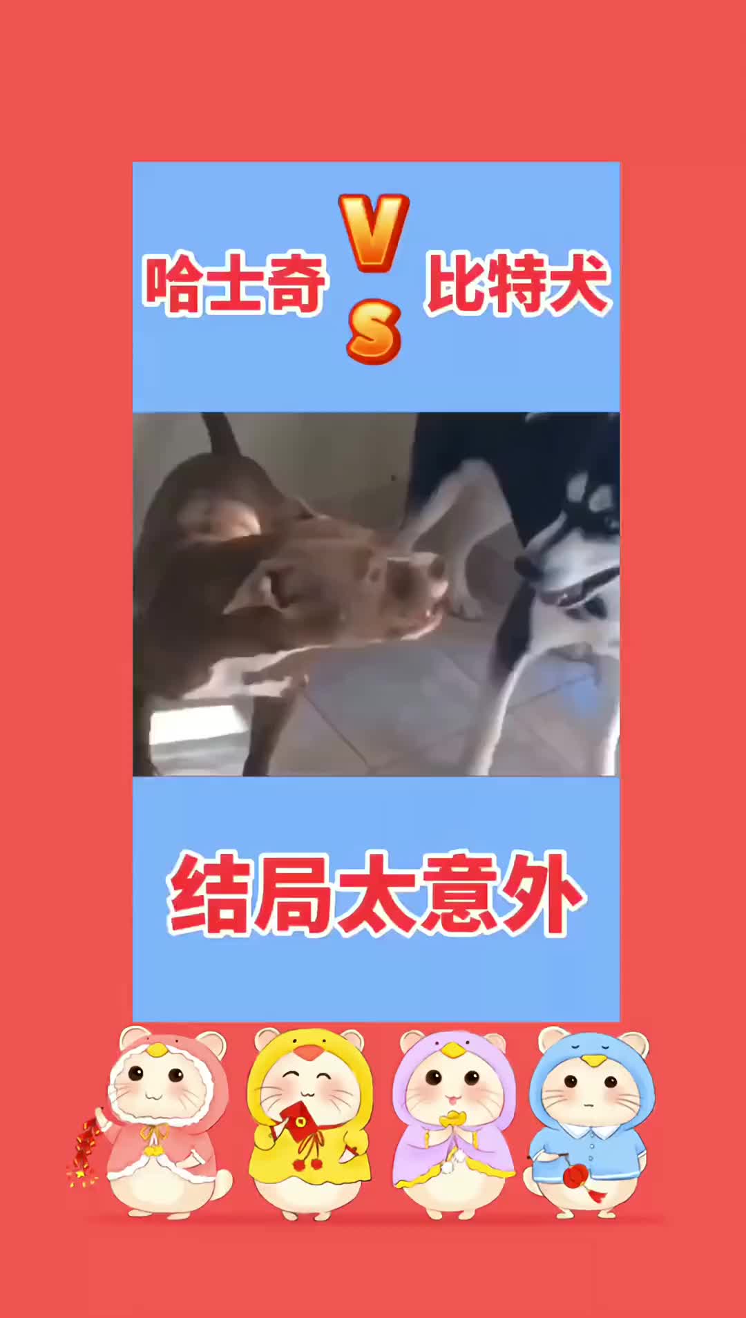 哈士奇虽然智商低，但是它可以用它的低智商把另一个带跑偏