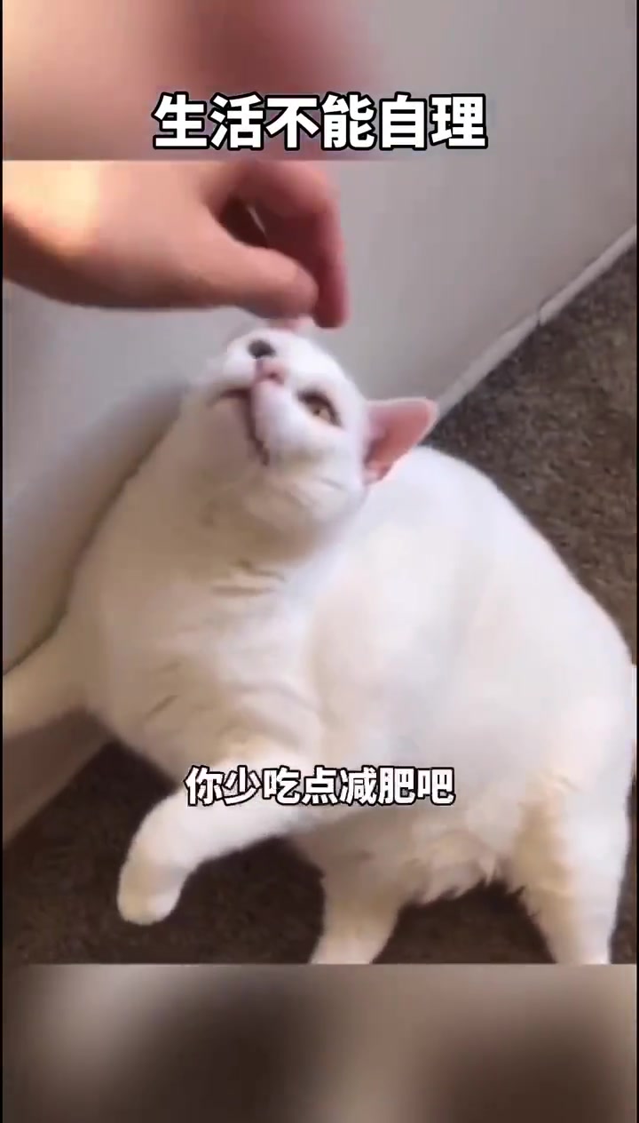 胖成这样，一眼没认出来！