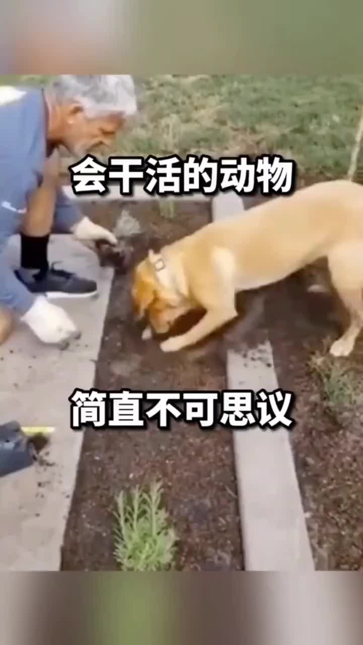 这年头动物都会干活了，简直不可思议！