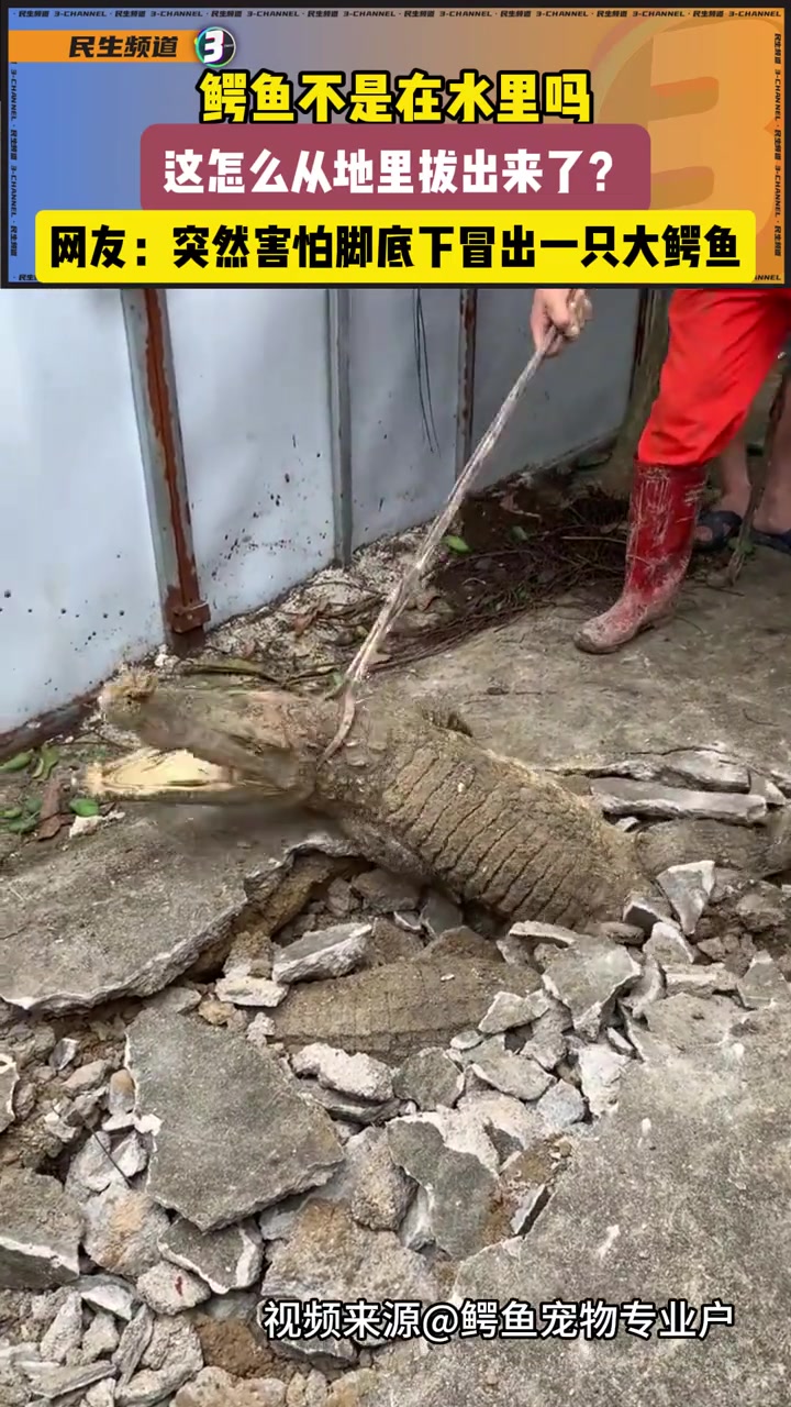 鳄鱼不是在水里吗这怎么从地里拔出来了