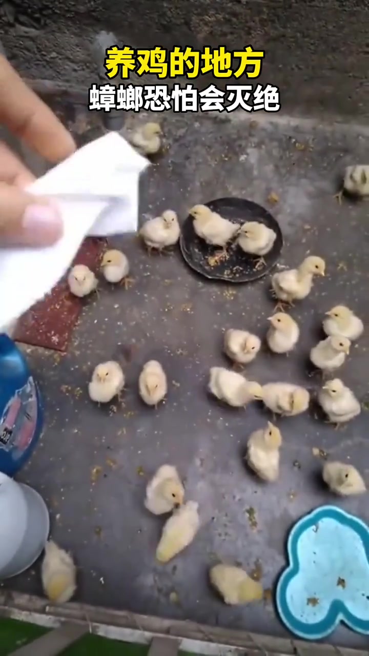 养鸡的地方，蟑螂恐怕会灭绝