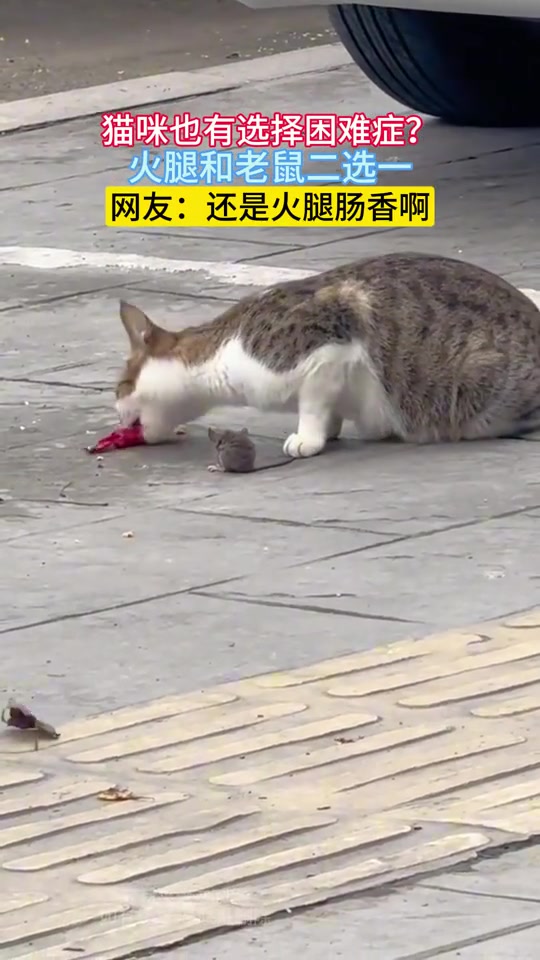 猫咪也有选择困难症火腿和老鼠二选一！