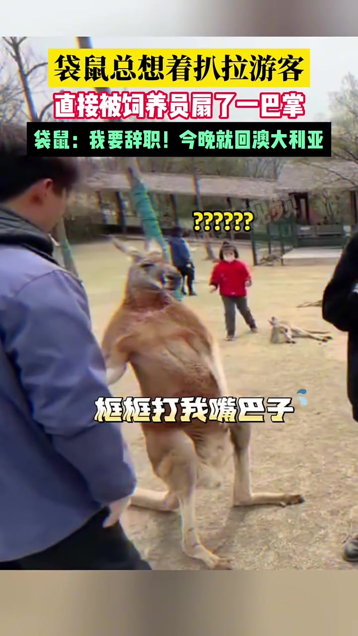 袋鼠：呆不下去，想离职怎么办