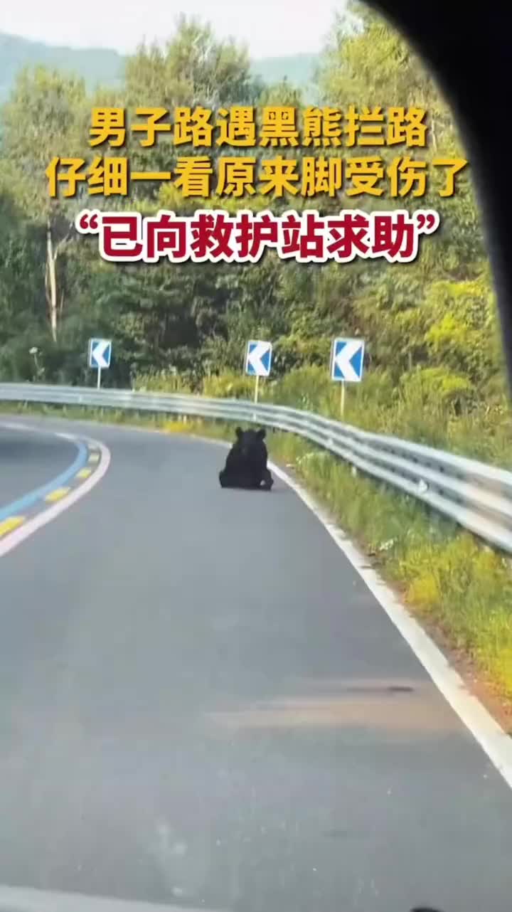 男子路遇黑熊拦路，仔细一看原来是受伤了