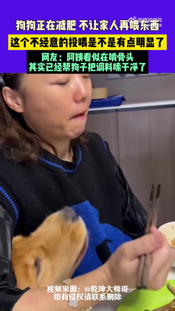 狗狗正在减肥，但是躲不掉家人“不经意”的投喂