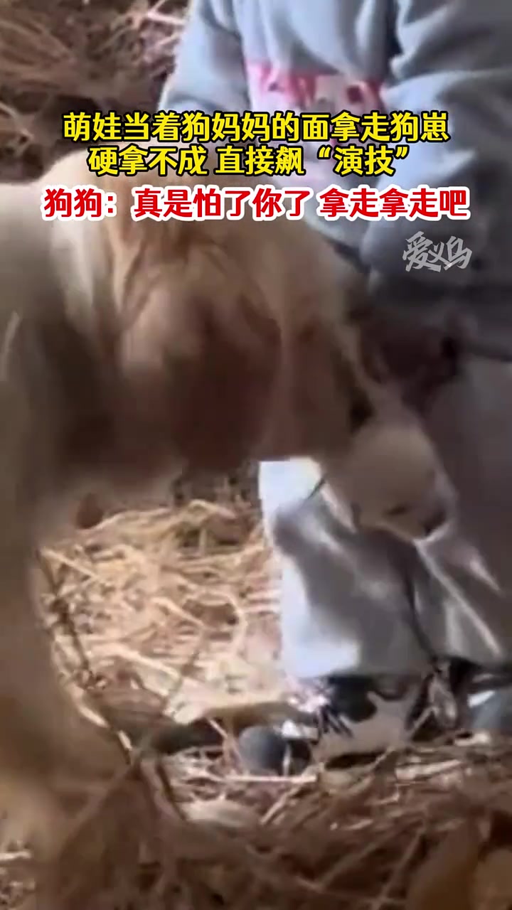 狗狗：真是怕了你了，给你给你